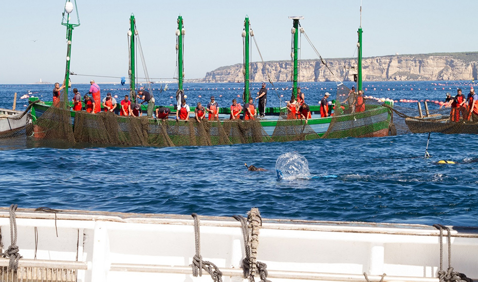 Pescadores en la campaña del atún rojo de almadraba en Cádiz.